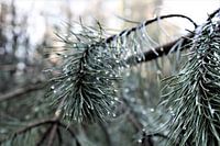 Morning Dew