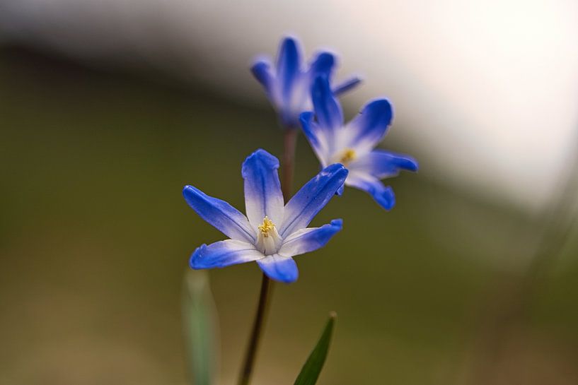 blue blossoms of the bluestar. Early bloomer by Martin Köbsch