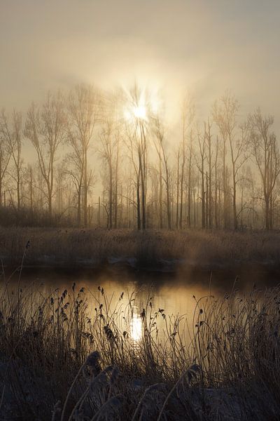 Winter in the Dutch Biesbosch by Michel van Kooten