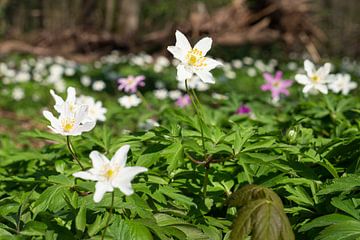 Wood anemone, Anemone nemorosa by Alexander Ludwig