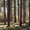 Forest near Ommen, The Netherlands by Skyler Muller