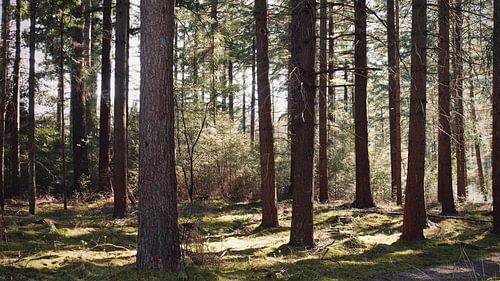 Forest near Ommen, The Netherlands by Skyler Muller