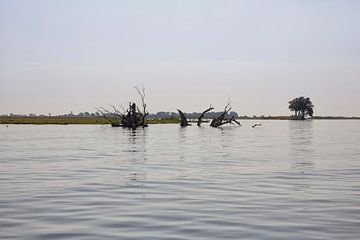 Okavango-delta is een van de zeven natuurlijke wonderen van Afrika Botswana van Tjeerd Kruse