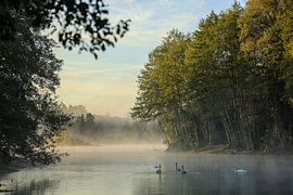 Uferlandschaft Schwackenreuter Seen im Morgenlicht mit Nebel und Schwänen von BlattArt - Christine Horn