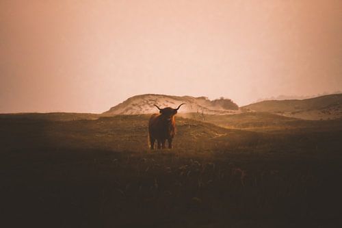 Highlander écossais