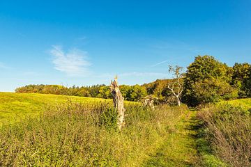 Landschap met pad en bomen nabij Hohen Demzin van Rico Ködder