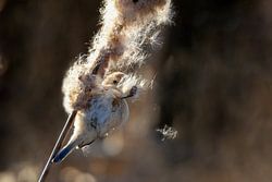 Foeragerende Buidelmees