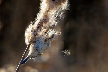 Futter suchende Beutelmeise von Eva Bos