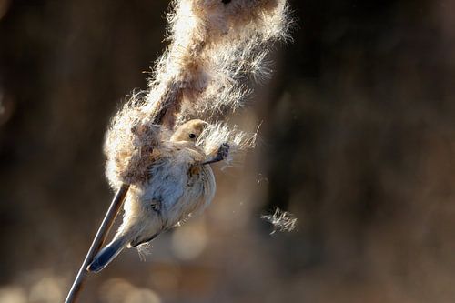 Futter suchende Beutelmeise von Eva Bos