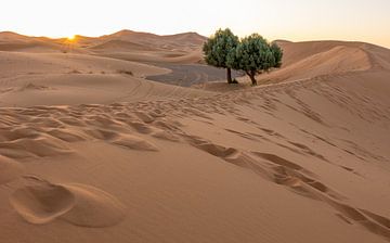 Sahara Maroc sur Roy Vereijken