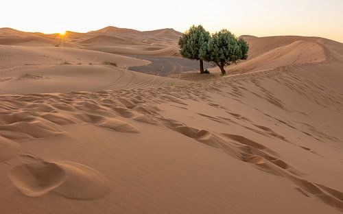 Sahara Maroc