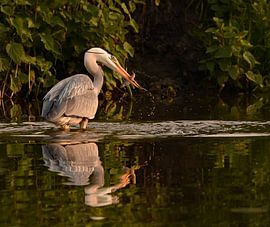 Pêche au héron dans la lumière du soleil du soir sur By Marjolein Design