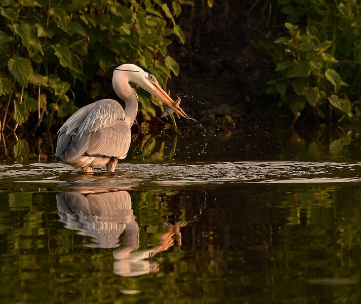 Fishing heron in the light of the evening sun by Marjolein van Middelkoop