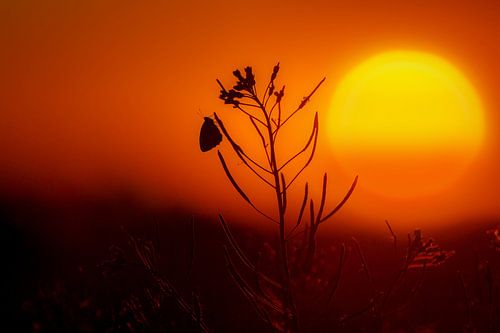 Vlinder tijdens zonsondergang.