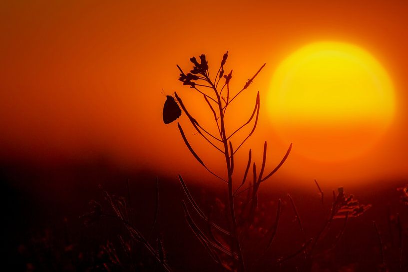 Butterfly during sunset. by Hans Buls Photography