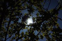 zon door bladeren