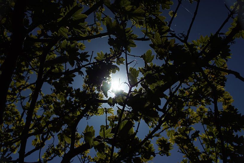 zon door bladeren by G.m. Seuren