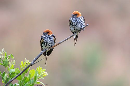 Cape Swallows rest in Pilanusberg NP South Africa
