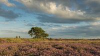 Heide op het balloërveld