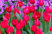 Frühe rote Tulpe Merry Christmas