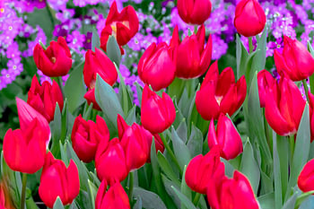 Tulipe rouge précoce Merry Christmas