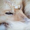 Close-up van een husky in de sneeuw van Martijn Smeets
