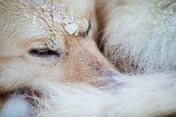 Close-up of a husky in the snow by Martijn Smeets thumbnail