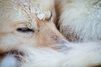 Close-up of a husky in the snow