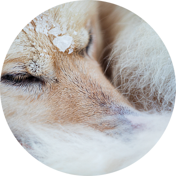 Close-up van een husky in de sneeuw van Martijn Smeets