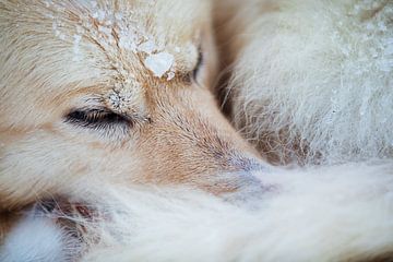 Close-up of a husky in the snow by Martijn Smeets