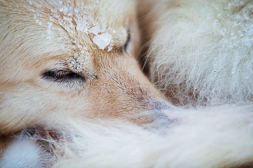 Close-up van een husky in de sneeuw van Martijn Smeets