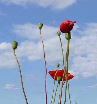 Der letzte Mohn II von Kay Weber