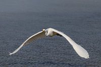 Grote Zilverreiger