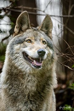 Wolf van Hans-Bernd Lichtblau