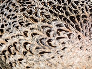 Closeup van fazant vrouw van Laurens de Waard