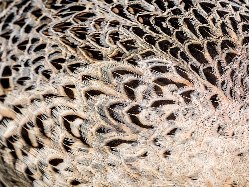 Closeup van fazant vrouw van Laurens de Waard