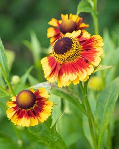 Sonnenbraut, Helenium