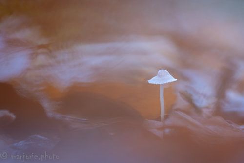 Un peu de nature sur Marjorie Ruts