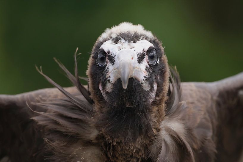 Hooded Vulture (Necrosyrtes monachus) by Ronald Pol