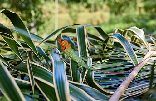 Chameleon in Sri Lanka