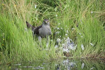 Havik (Accipiter gentilis) van Ronald Pol