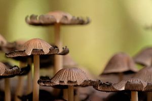Paddestoelen