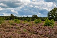 The beautiful heather