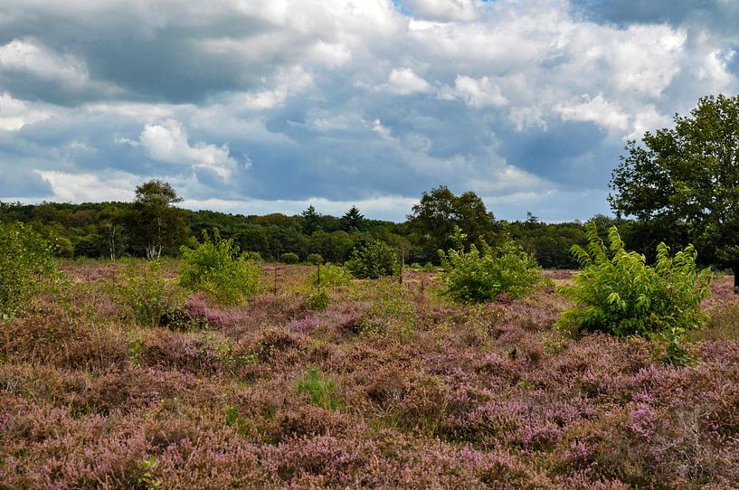 The beautiful heather by Heleen de Silva