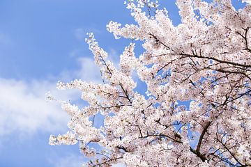 Bloesemboom met bloemen en blauwe lucht in Nederland van Evelien Oerlemans