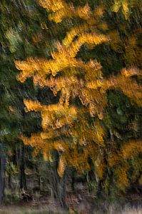 Herfstbos - Abstracte fotografie