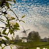 Mill the butterfly, blossom sur Nynke Altenburg