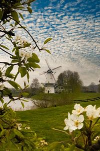 Mill the butterfly, blossom sur Nynke Altenburg