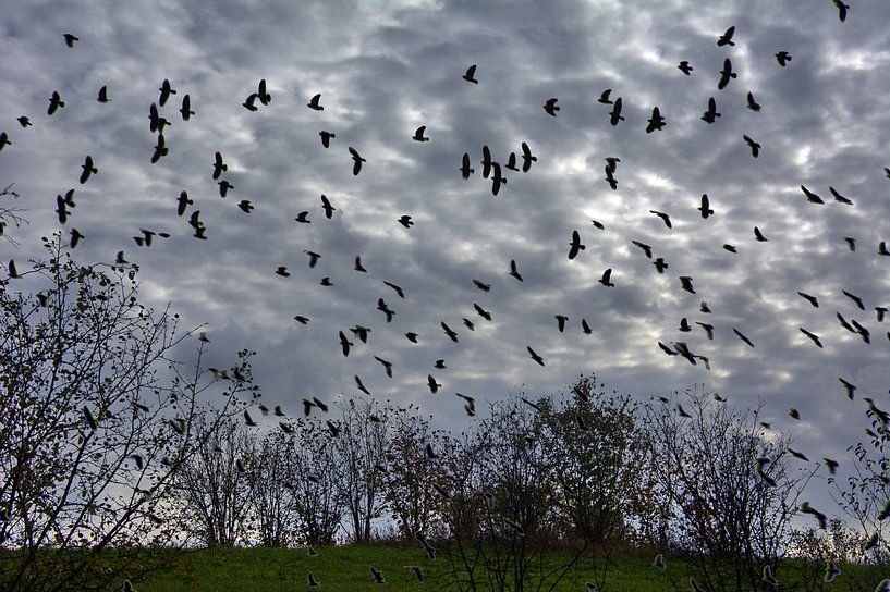 Haarvogels van Edgar Schermaul