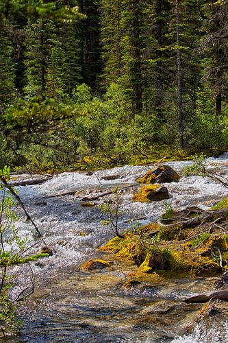 Stromschnellen am Moraine-See in Kanada von Patricia Hofmeester